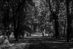 A tree lined path.