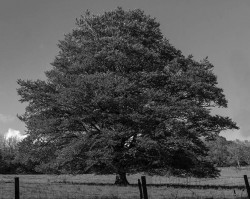Oak Tree
