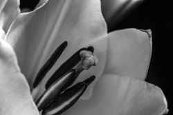 A White Lily
